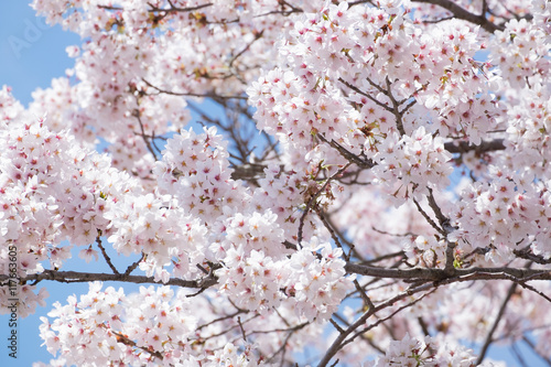 Obraz na płótnie Beautiful cherry blossom sakura in Japan w salonie