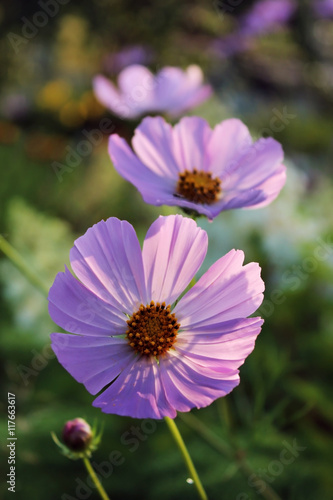 pink purple flower  like a daisy in the light of the setting sun.
