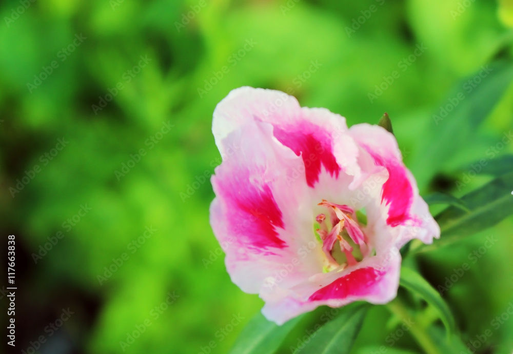 Pink and white Godetia flower or Farewell to Spring. Its scientific name is Clarkia Amoena Pink and white Godetia flower or Farewell to Spring. Its scientific name is Clarkia Amoena