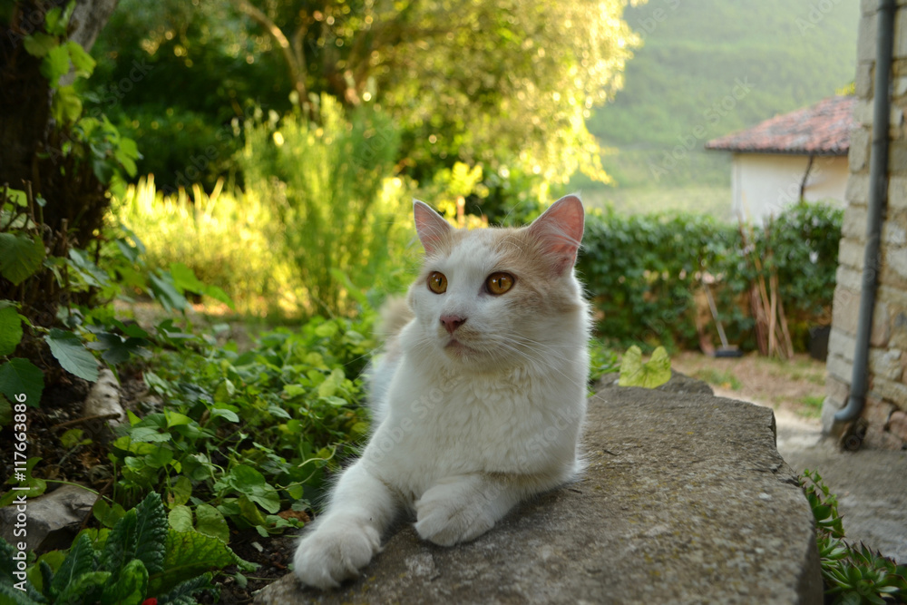 Entspannte Katze im Garten