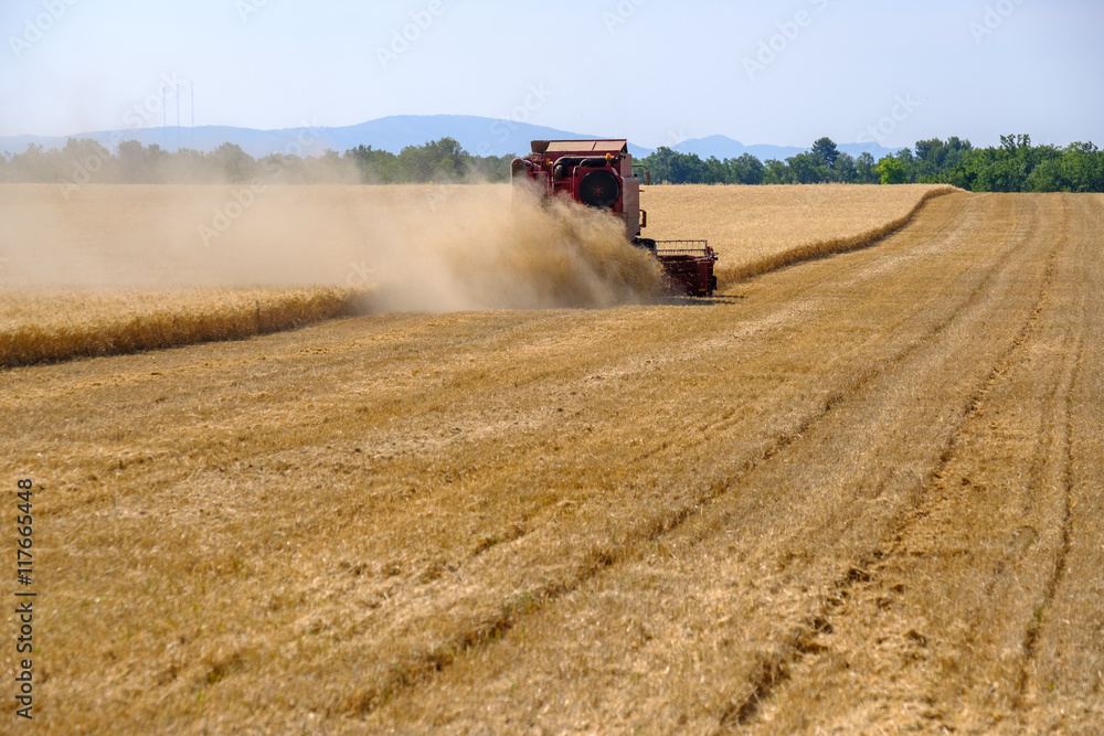 Obraz premium Harvester gathers the wheat crop in a field