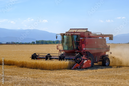 Harvester gathers the wheat crop in a field