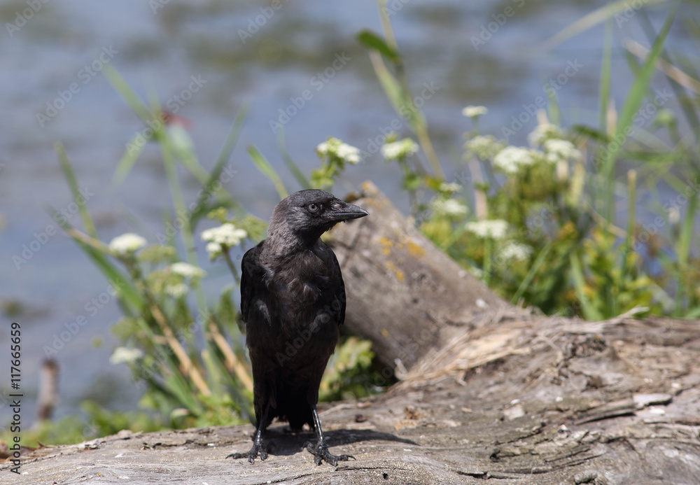 Obraz premium Jackdaw bird is clever