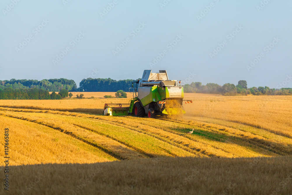 Fototapeta premium Harvester machine working in field . Combine harvester agriculture machine harvesting golden ripe wheat field. Agriculture
