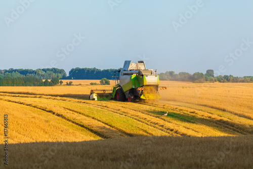 Harvester machine working in field . Combine harvester agriculture machine harvesting golden ripe wheat field. Agriculture