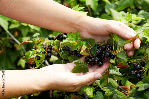 Close up photo of person picking blackcurrants in domestic garde