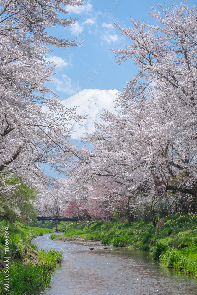 Mount Fuji from Oshino Hakkai with cherry blossom full bloom in