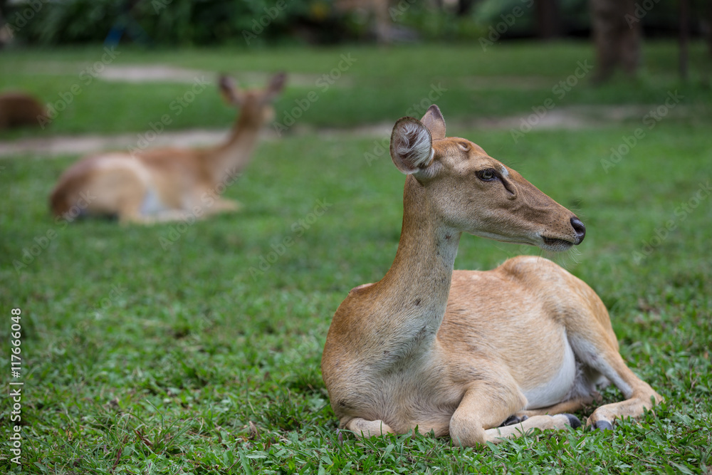 antelope deer sitting on the grass