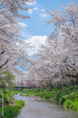 Obraz na płótnie Mount Fuji from Oshino Hakkai with cherry blossom full bloom in w salonie