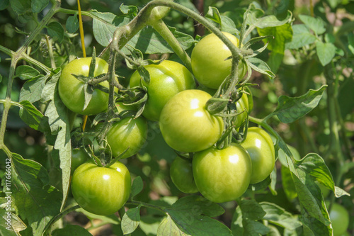 Green tomatoes on a branch in the garden