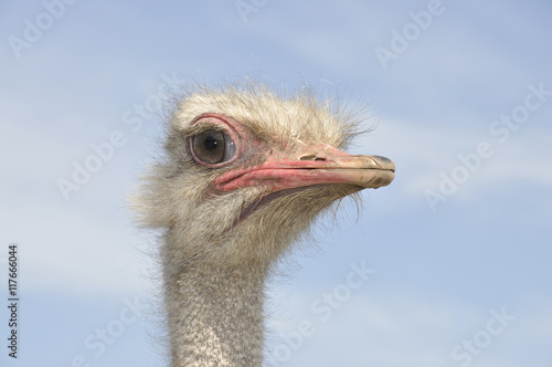 Ostrich head in profile
