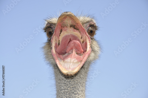 Angry bird - ostrich © savanno