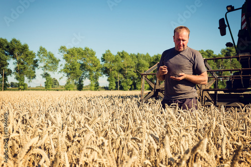 A farmer checks the quality of the wheat grain on the field, a harvesting machine is in the background.