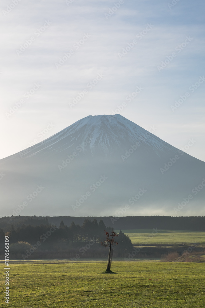 Mount Fuji with small tree in the morning