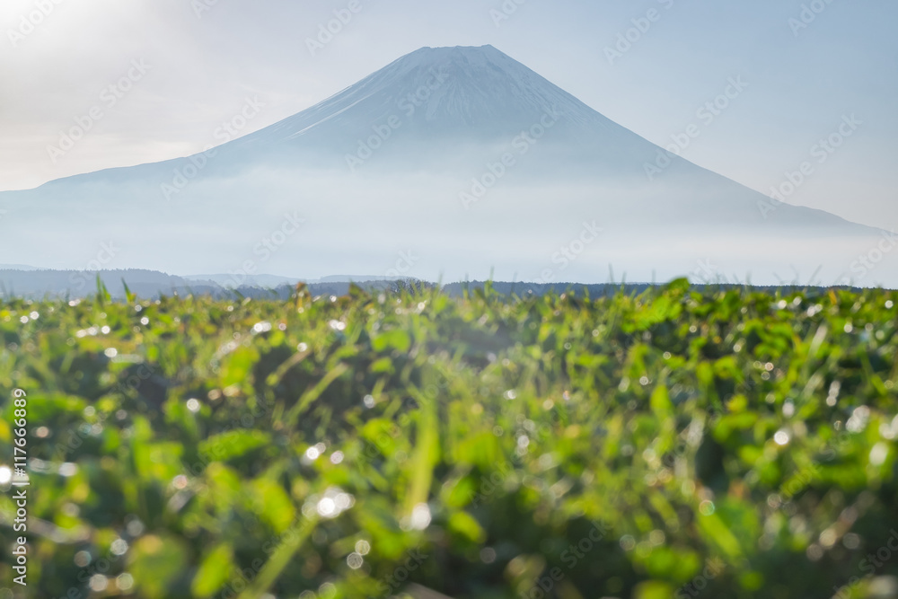 Mount Fuji From low angle view in Fumoto