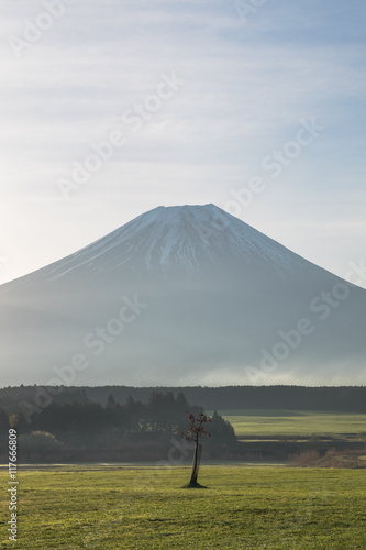 Obraz na płótnie Mount Fuji with small tree in the morning w salonie