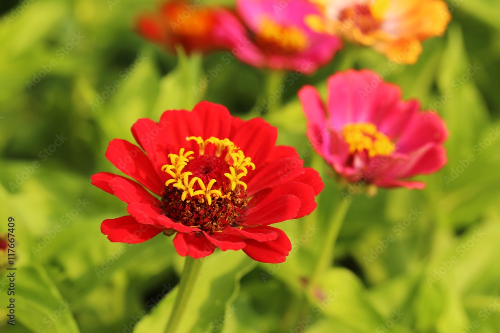 Beautiful spring flowers in the garden Beautiful spring flowers in the garden