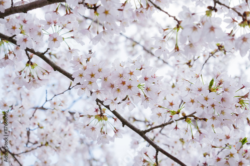 Obraz na płótnie Beautiful cherry blossom sakura in Japan w salonie