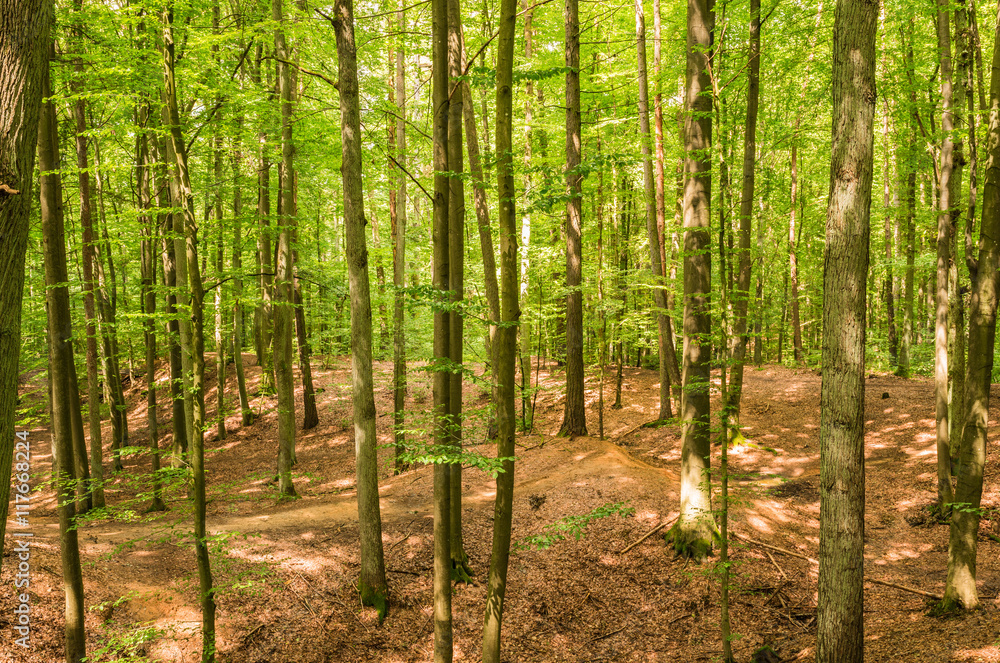 Laubbäume Wald Landschaft Natur
