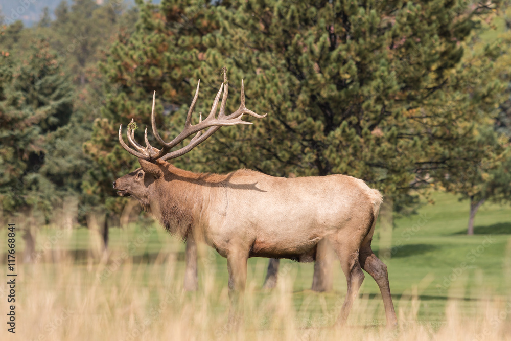 Fototapeta premium Bull Elk in Rut