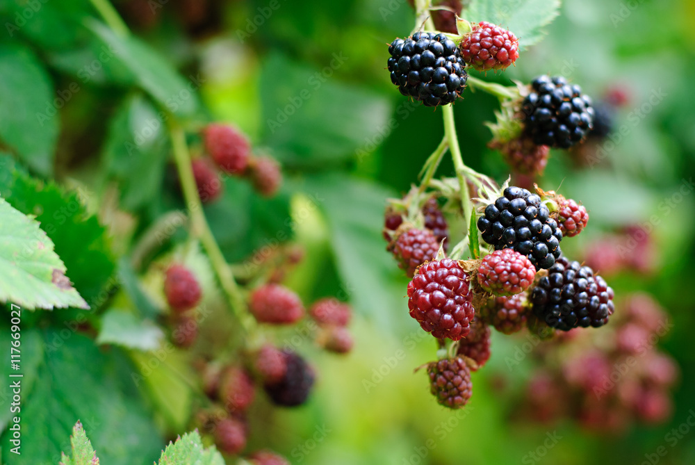 blackberries ripening and mature in a garden blackberries ripening and mature in a garden