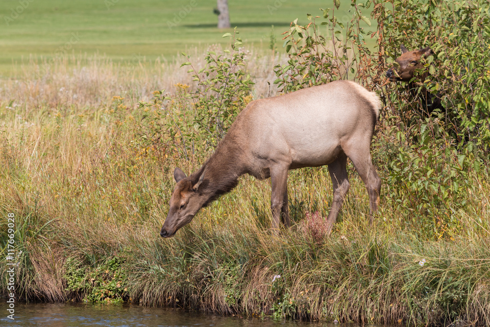 Cow Elk Cow Elk