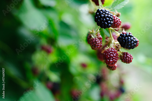 blackberries ripening and mature in a garden