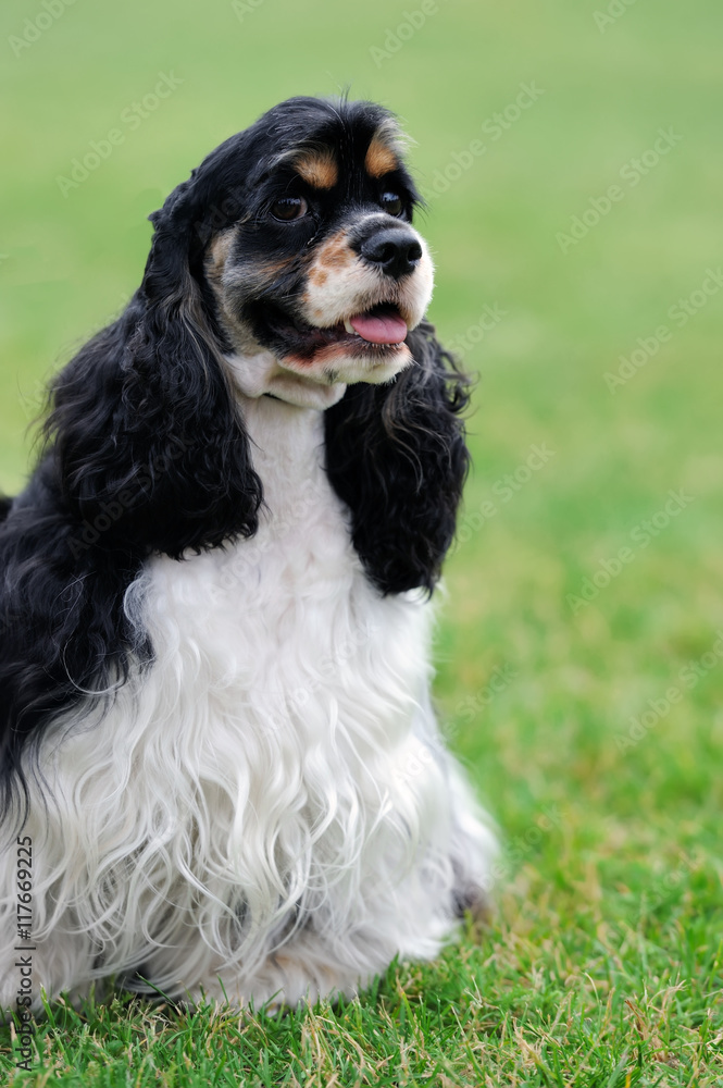 American Cocker Spaniel dog American Cocker Spaniel dog