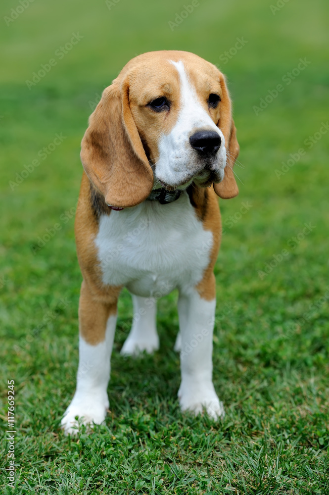 Close Beagle dog