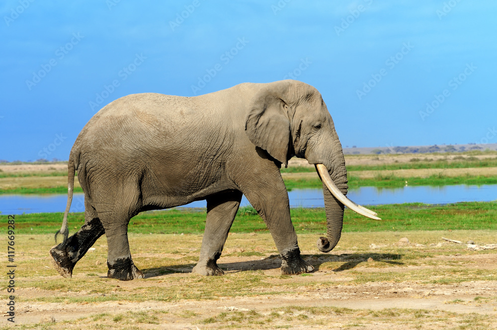 Fototapeta premium Elephant on savannah in Africa