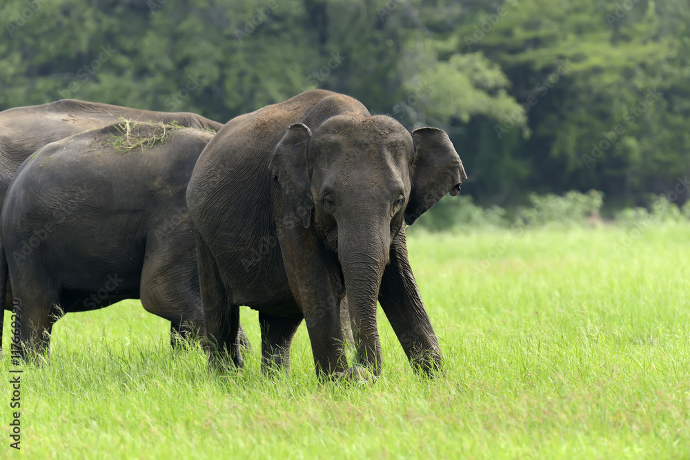 Obraz premium Elephants