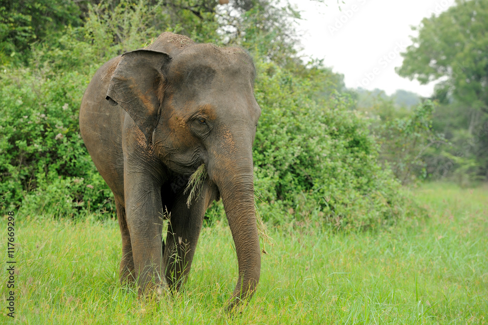 Fototapeta premium Elephants