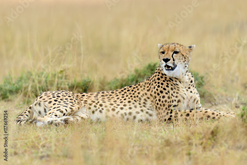 Cheetah on savannah in Africa