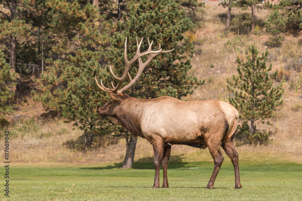 Bull Elk in Rut Bull Elk in Rut
