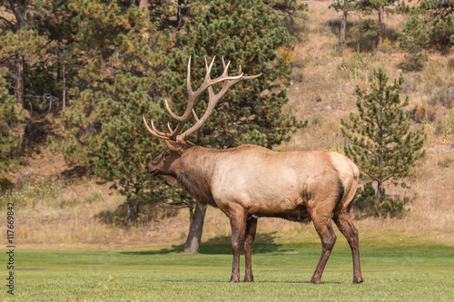 Bull Elk in Rut