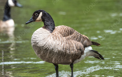 Canada Goose sunning himself on a rock on the Ottawa River. Big waterfowl bird in springtime.