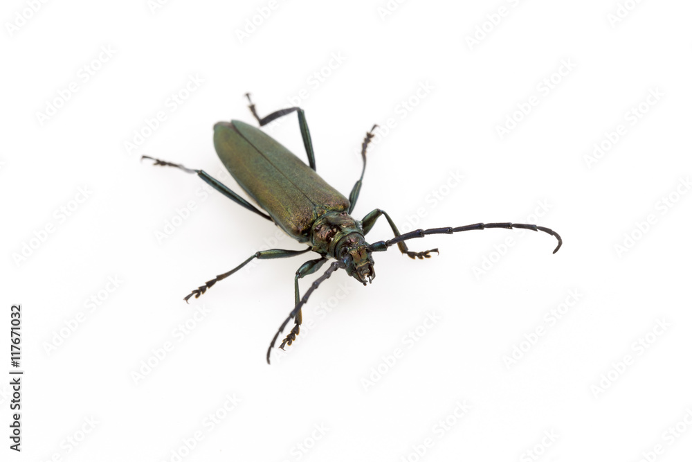 Beetle in Studio Beetle in Studio
