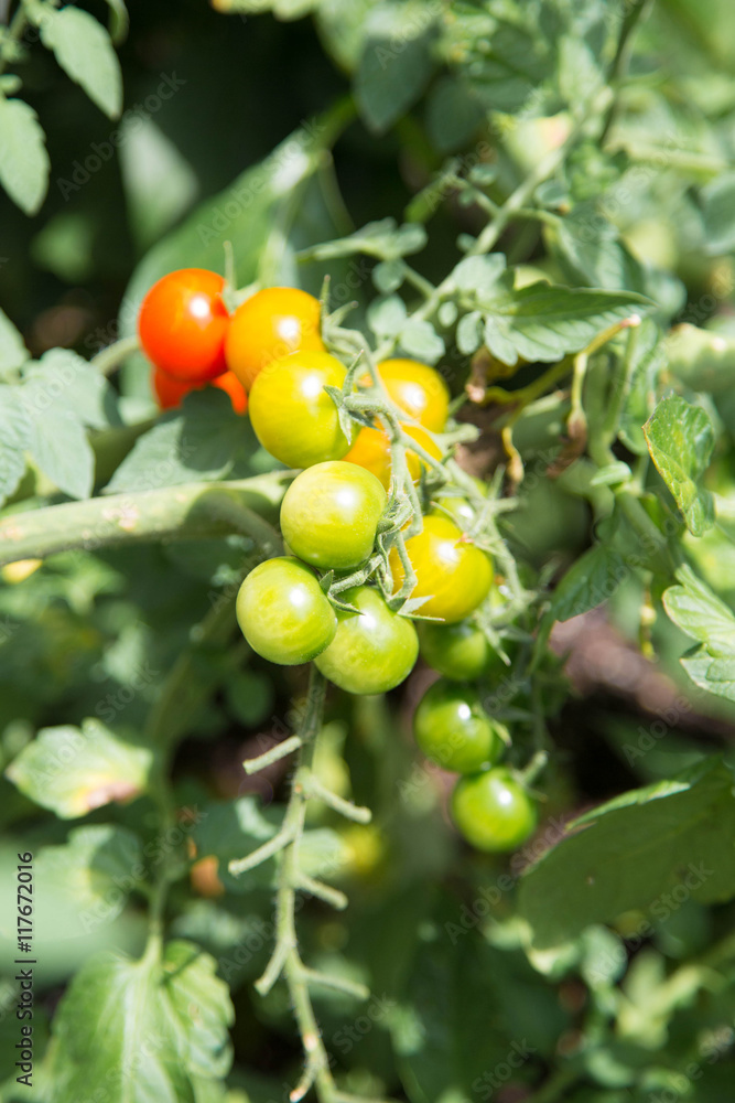 grüne, gelbe und rote Kirschtomaten im Beet