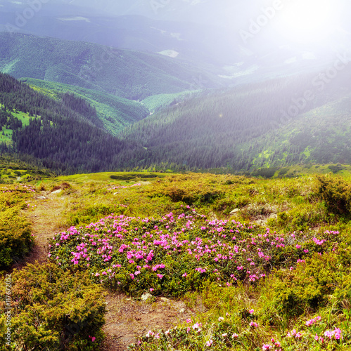 Mountain landscape with blossom field of rhododendrons. Carpathians.