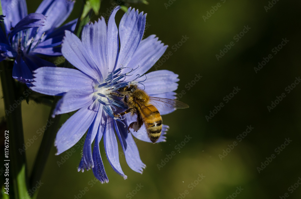 Bee Tirelessly Gathering Pollen from a Tiny Blue Flower Bee Tirelessly Gathering Pollen from a Tiny Blue Flower