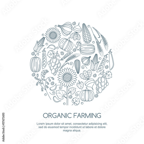 Line art illustration of autumn harvest. Vector outline vegetables and cereal grains icons set. Design elements for agriculture, harvesting, gardens, farm and farming organic products.