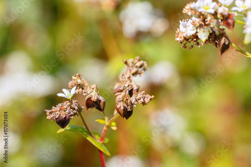 Buckwheat flowers with selective focus
