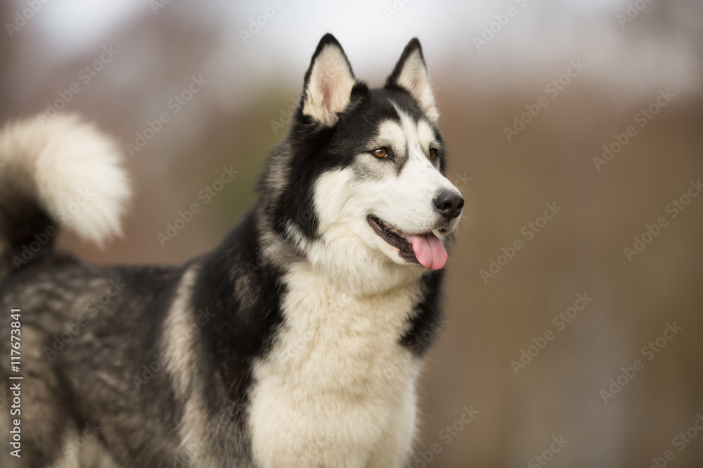 Siberian Husky dog outdoors in nature Siberian Husky dog outdoors in nature