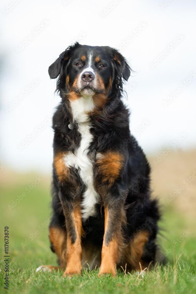 Berner Sennenhund Dog