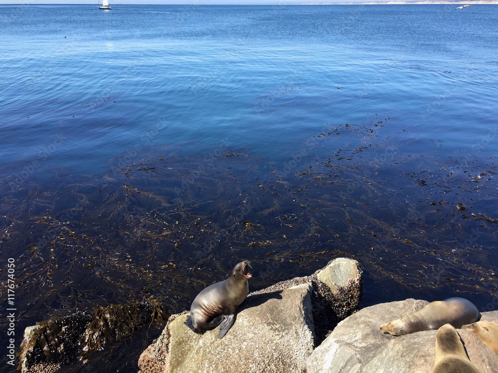 Fototapeta premium yawning sea lion