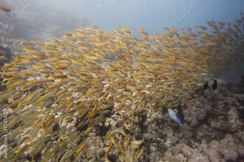 Fototapeta ławica lucjanków