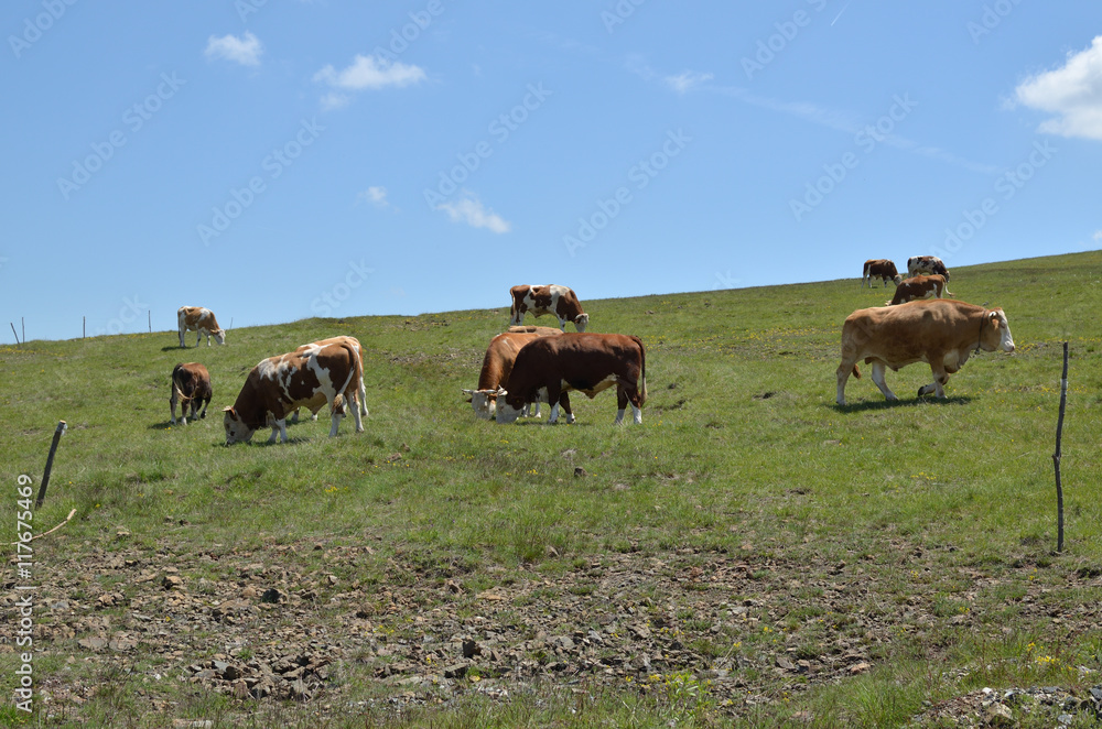 Herd of cows and bulls grazing in a meadow on a sunny day Herd of cows and bulls grazing in a meadow on a sunny day