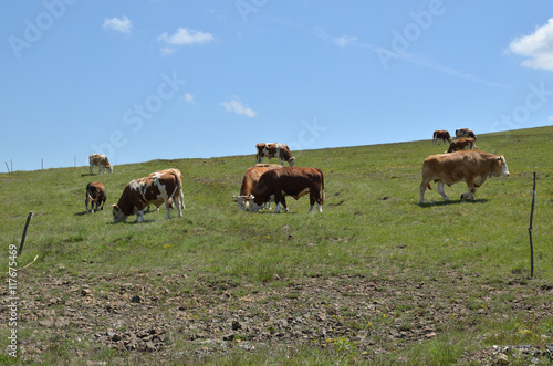 Herd of cows and bulls grazing in a meadow on a sunny day © branislav