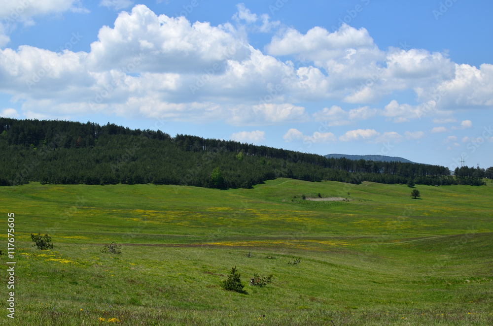 Landscape of meadows and coniferous forest on Zlatibor Mountain in Serbia, on sunny spring day Landscape of meadows and coniferous forest on Zlatibor Mountain in Serbia, on sunny spring day