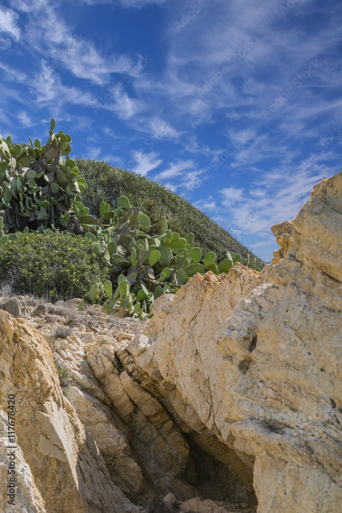 Fototapeta premium Cactus in the rocks